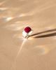 Imagen de Anillo Elia
